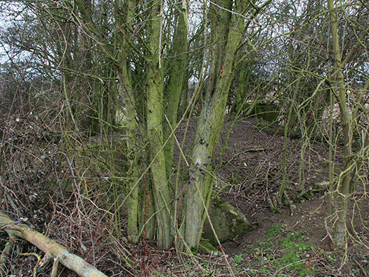 RAF Stratford, Airfields Site.