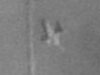 Horsa 1 and it looks like its left wing is broken.