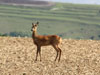 A Roe Deer on the sick bay site.