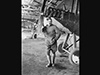 RAF Netheravon, Wiltshire
