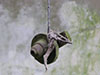 Parachute store light fitting.