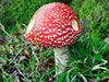 Found in the woods in November 2009.
