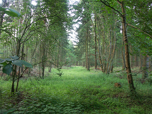 RAF Ibsley, Hampshire 
  Airfield Site