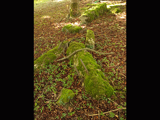 RAF Ibsley, Hampshire 
  Airfield Site