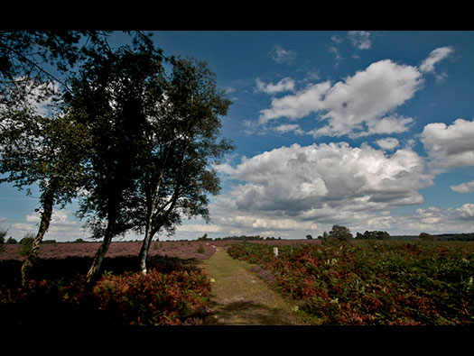 RAF Ibsley, Hampshire 
  HF/DF Site