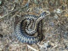 Vipera berus, the common European Adder.