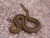 How you would see an Adder in the New Forest.