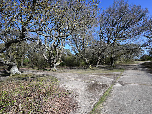 RAF Stoney Cross,
USAAF Station 452, Hampshire, 
Technical, Communal Site 1, Sites,1, 2 & WAAF