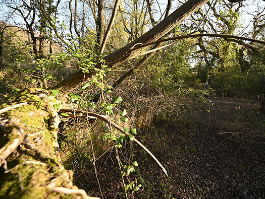 RAF Stoney Cross,
USAAF Station 452, Hampshire, 
Technical, Communal Site 1, Sites,1, 2 & WAAF