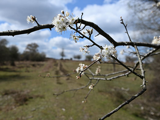RAF Stoney Cross, 
USAAF Station 452, Hampshire, 
Communal Sites 2,3,4,5 & 6