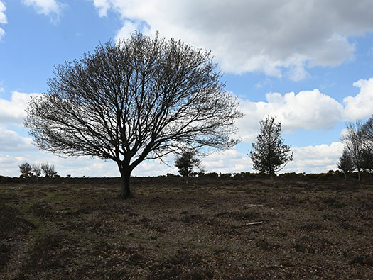 RAF Stoney Cross, 
USAAF Station 452, Hampshire, 
Communal Sites 2,3,4,5 & 6