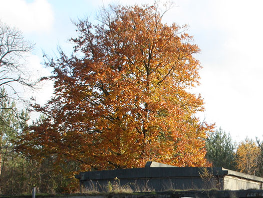RAF Holmsley South, Operations Block