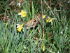 Wild Daffodils.