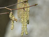 Catkins.