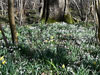 Snowdrops.
