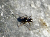 Black Ant (Lasius Niger). Adam.