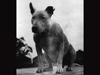 Pilot Officer Pooch. 152's mascot.