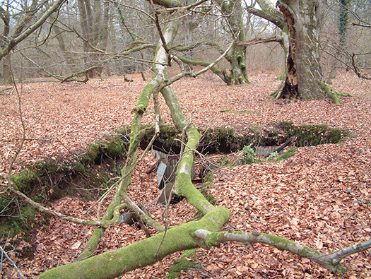 RAF Warmwell Airfield Site
