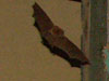 The Bat.
