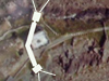 Image Caption