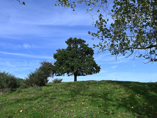 Wn83 Fontaine-la-Mallet les Monts-Trottins - Batterie.