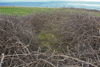 Concrete roof can just be seen in the brambles.