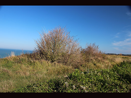 StP55 Port-en-Bessin