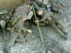 Model of two Marines using a Bangalore Torpedo.