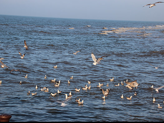Wn57 Port-en-Bessin ouest