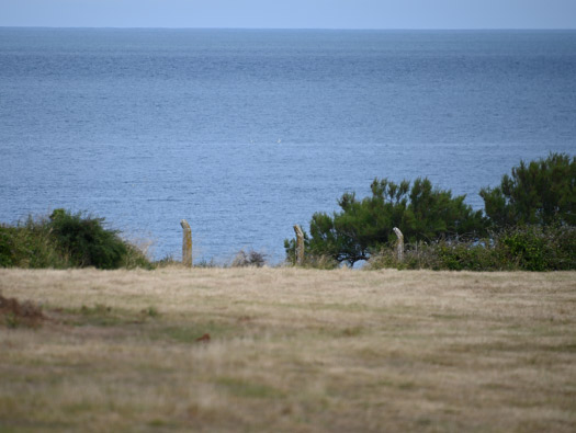 Wn201b Semaphore (StP Cap Lévi)  Seeadler