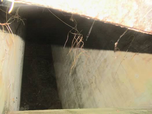 Ro425 ´Kora´, Ro429 'Korola', Ro424 'Käthe', Ile de Ré