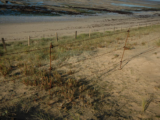 Ro425 ´Kora´, Ro429 'Korola', Ro424 'Käthe', 
K.V.Gr Süd Ile de Ré, 
KVA D, A.O.K.1, Vendée.