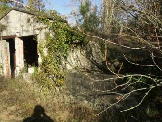 Ro425 ´Kora´, Ro429 'Korola', Ro424 'Käthe', Ile de Ré