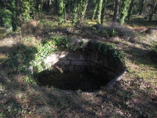 Ro425 ´Kora´, Ro429 'Korola', Ro424 'Käthe', Ile de Ré
