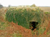 3rd niche.