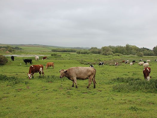 Wn208 Gabelweihe, Pointe aux Oies E. Bttr