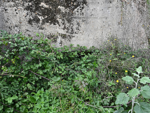 Flak La Hode, Saint-Vigor-d´Ymonville