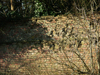 Bullet marks in the brick wall.