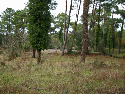 Gi09 Bon Anse 'Cosel' (North site)