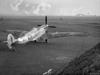 Spitfire in a fighter pen.
