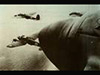 Bomber stream.