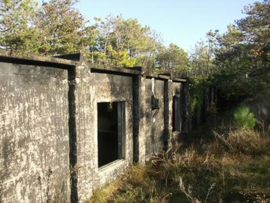 Ro425 ´Kora´, Ro429 'Korola', Ro424 'Käthe', Ile de Ré