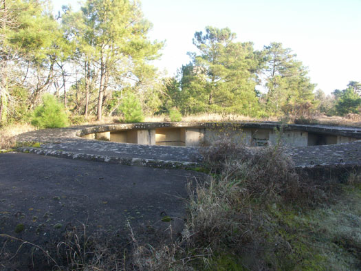 Ro425 ´Kora´, Ro429 'Korola', Ro424 'Käthe', Ile de Ré