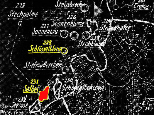 StP231 Salbei Ave Maria