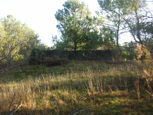 Ro425 ´Kora´, Ro429 'Korola', Ro424 'Käthe', Ile de Ré