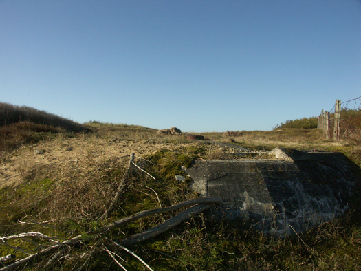 Ro425 ´Kora´, Ro429 'Korola', Ro424 'Käthe', Ile de Ré