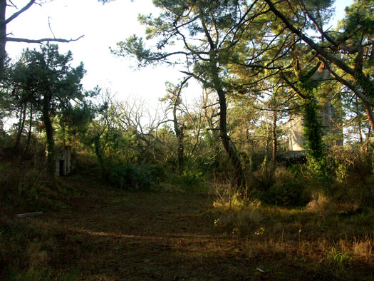Ro425 ´Kora´, Ro429 'Korola', Ro424 'Käthe', Ile de Ré