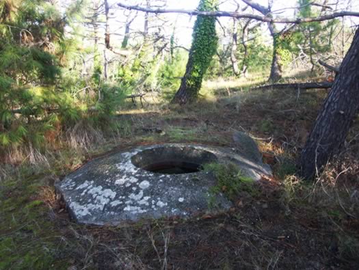 Ro425 ´Kora´, Ro429 'Korola', Ro424 'Käthe', Ile de Ré
