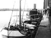 The port of Watchet a Queen Bee's recovered from the sea on board the SS Radstock.
