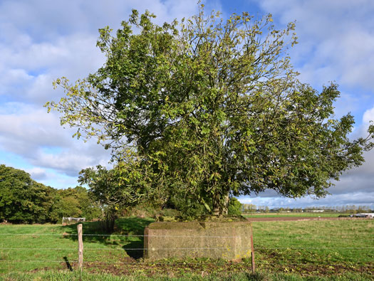 Wn75 Montivilliers Epresmesnil